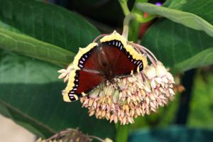 Mourning Cloak - Nymphalis antiopa - 006558