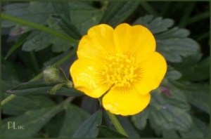 medium_bor_q172_bouton_d_or