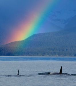 si-on-peut-l-observer-il-est-impossible-d-atteindre-le-pied-d-un-arc-en-ciel_62150_w460